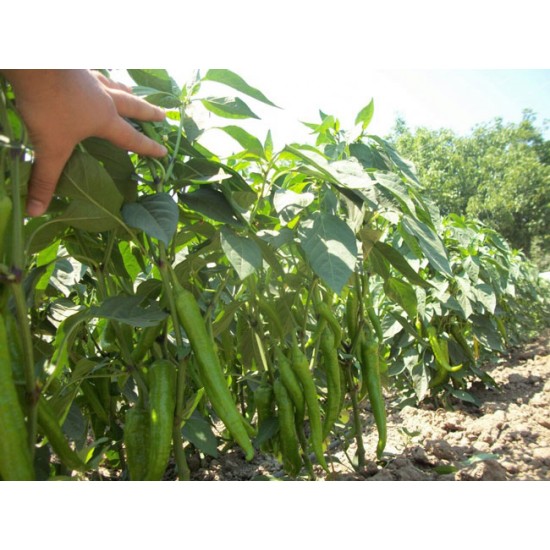 Sıla F1 Acı Biber Fidesi