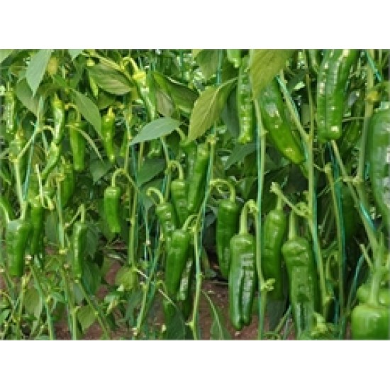 Standart Üçburun Köy Biber Fidesi