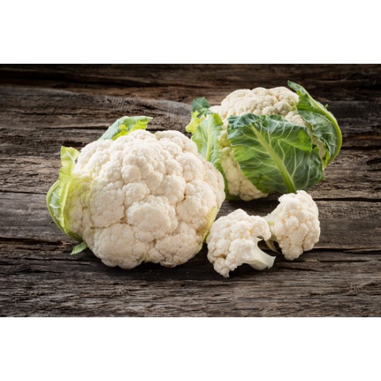 Meriva F1 Karnabahar Fidesi