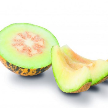 Şükrübey F1 Kavun Fidesi