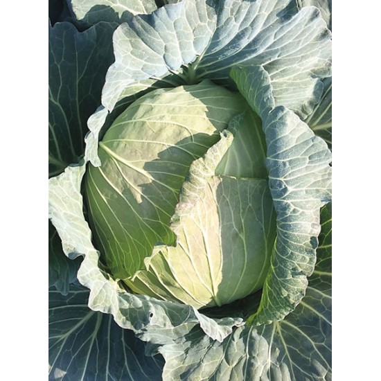 Süper Pamir F1 Beyaz Lahana Fidesi