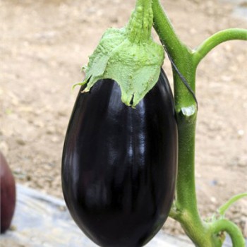 Tasca F1 Patlıcan Fidesi