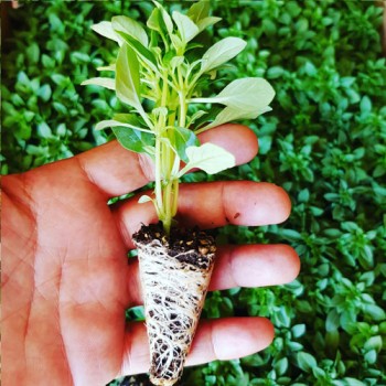 Top Fesleğen Fidesi