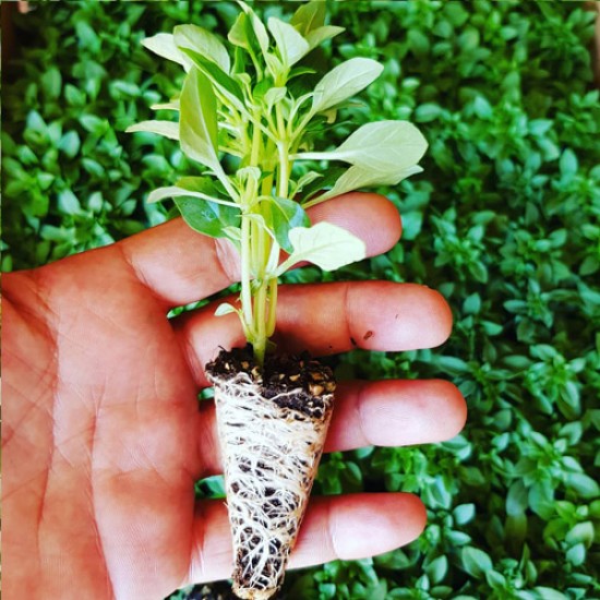 Top Fesleğen Fidesi