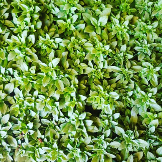 Top Fesleğen Fidesi