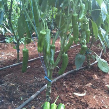 Tri-Lion F1 Üçburun Köy Biber Fidesi