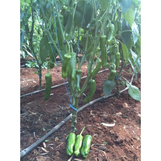 Tri-Lion F1 Üçburun Köy Biber Fidesi