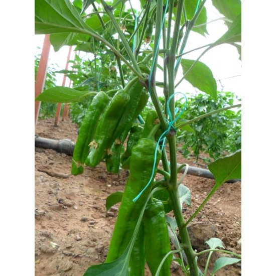 Tri-Lion F1 Üçburun Köy Biber Fidesi