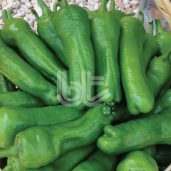 Trilob Üçburun Biber Fidesi