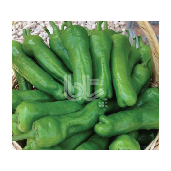 Trilob Üçburun Biber Fidesi