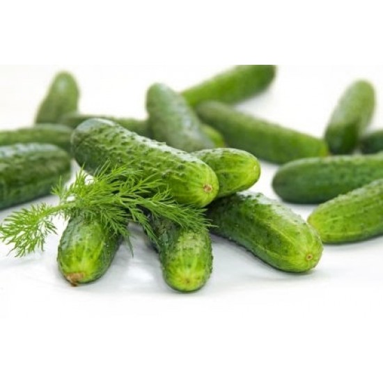 Turşuluk Hıyar Fidesi