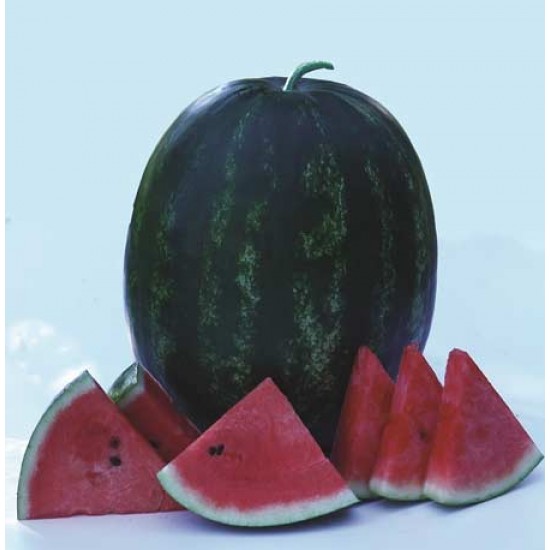 Aşılı Usta F1 Karpuz Fidesi