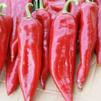 Uygar F1 Kapya Biber Fidesi