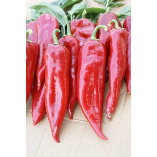 Uygar F1 Kapya Biber Fidesi