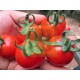Aşılı Verty Kokteyl Domates Fidesi