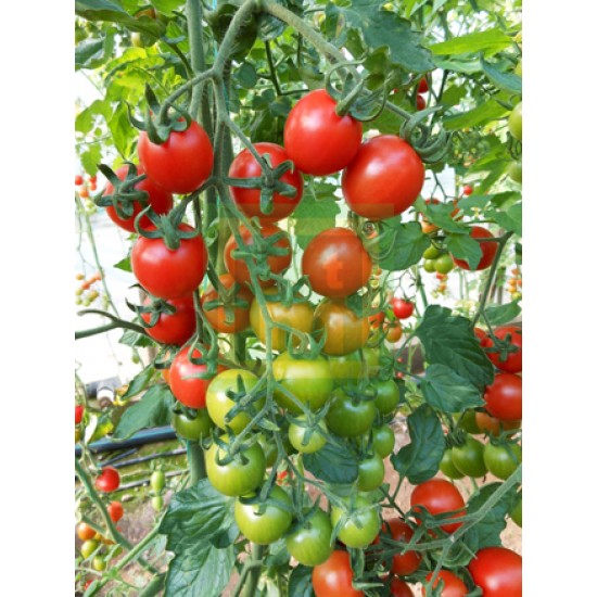 Verty Kokteyl Domates Fidesi