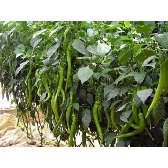 Vezir F1 Acı Sivri Biber Fidesi