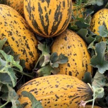 Westeros F1 Kavun Fidesi