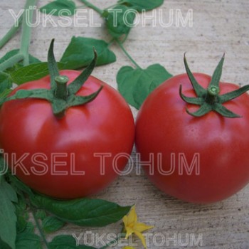 Y-65 F1 Oturak Domates Fidesi
