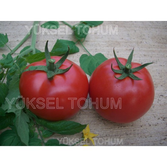 Y-65 F1 Oturak Domates Fidesi
