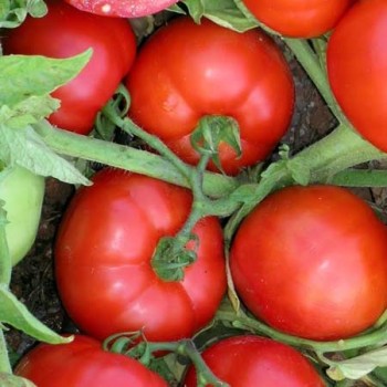 Y67 Oturak Domates Fidesi