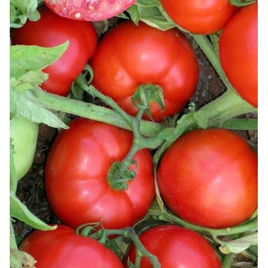 Y67 Oturak Domates Fidesi