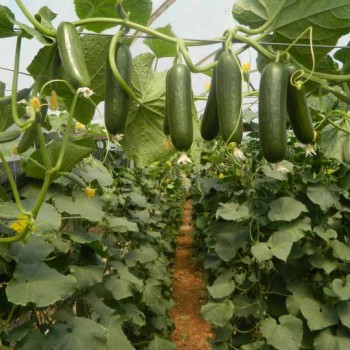 Yaman F1 Badem Hıyar Fidesi