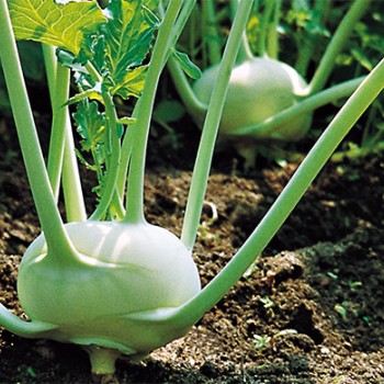 Yeşil Alabaş Fidesi