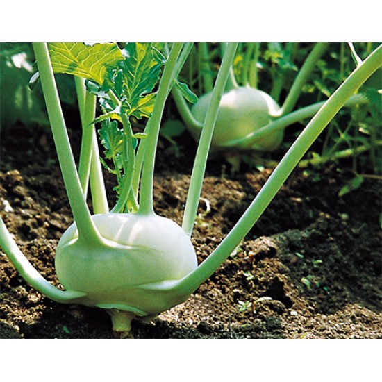 Yeşil Alabaş Fidesi