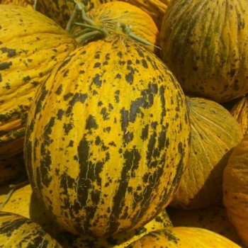 Zorbey F1 Kırkağaç Kavun Fidesi