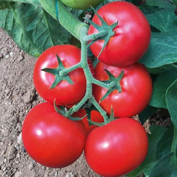Gülbade F1 Sırık Domates Fidesi