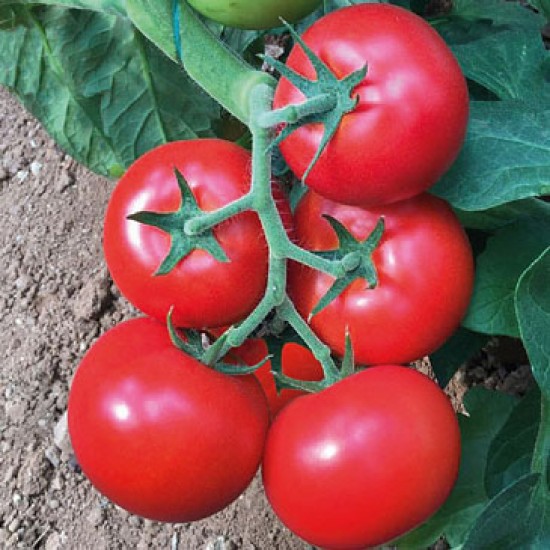 Gülbade F1 Sırık Domates Fidesi
