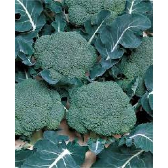 Marathon F1 Brokoli Fidesi