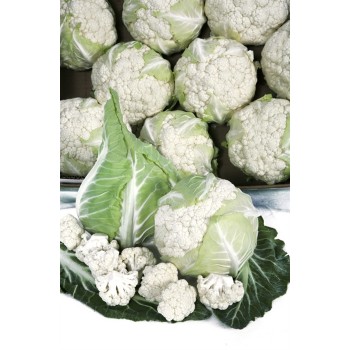 Mildis F1 Karnabahar Fidesi