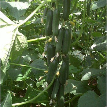 Murat F1 Hıyar Fidesi