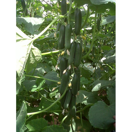 Murat F1 Hıyar Fidesi