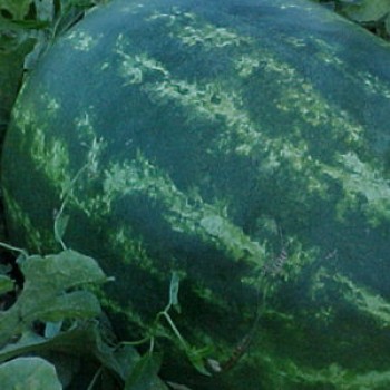 Odibus F1 Karpuz Fidesi