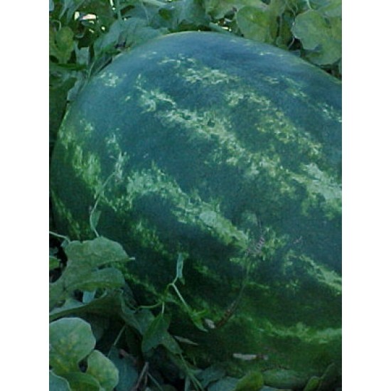 Odibus F1 Karpuz Fidesi