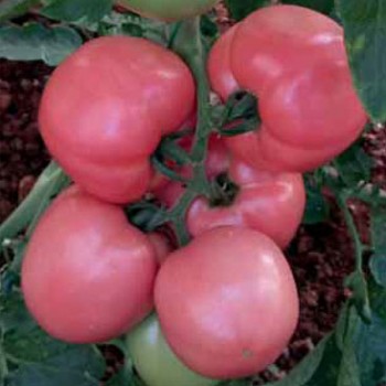 Pempem F1 Pembe Domates Fidesi