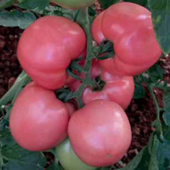 Pempem F1 Pembe Domates Fidesi