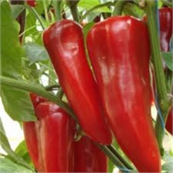 Semiramis F1 Kapya Biber Fidesi