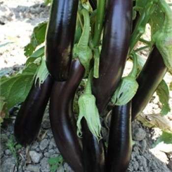 Standart Aydın Siyahı Patlıcan Fidesi