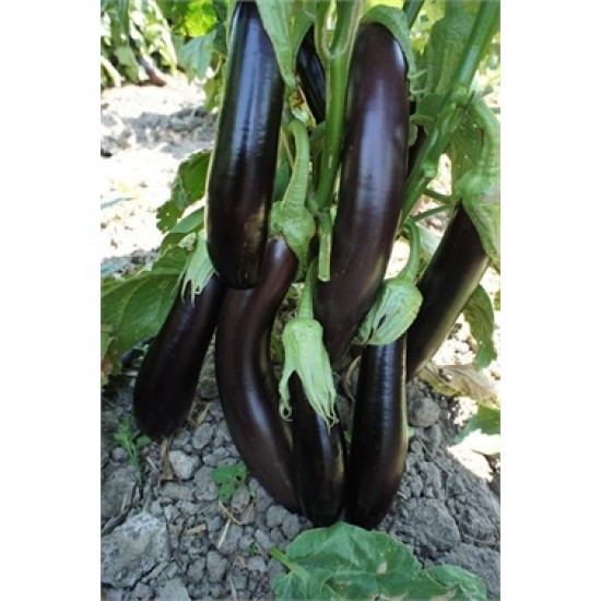 Standart Aydın Siyahı Patlıcan Fidesi