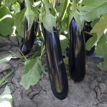 Anatolia F1 Patlıcan Fidesi