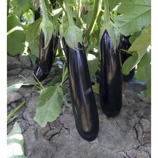 Anatolia F1 Patlıcan Fidesi