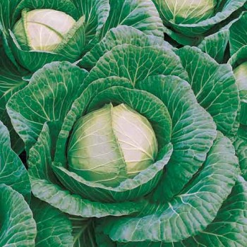 Fieldwinner F1 Beyaz Lahana Fidesi