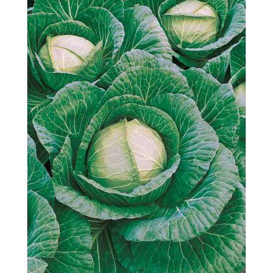 Fieldwinner F1 Beyaz Lahana Fidesi