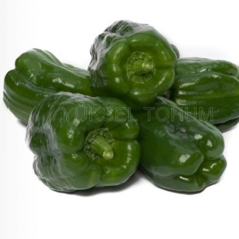 Gazi F1 Dolma Biber Fidesi