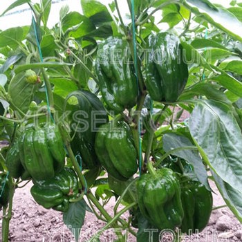 Gazi F1 Dolma Biber Fidesi