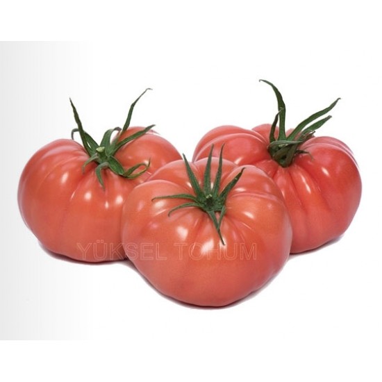Gülköy F1 Domates Fidesi